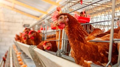 畜禽養(yǎng)殖綜合管理